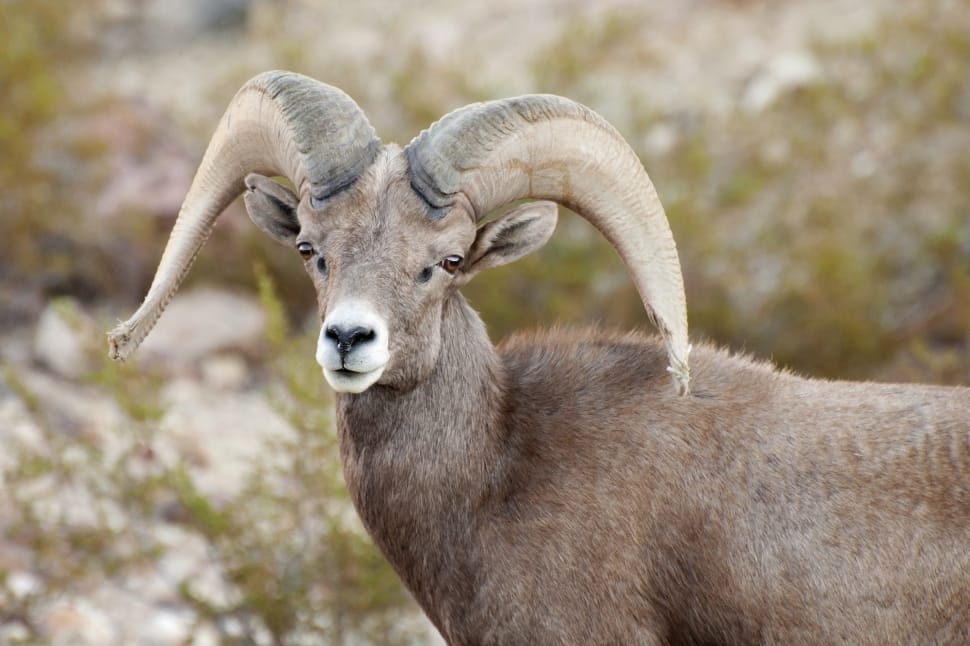 Bighorn Sheep, Wild, Nature, Wildlife, one animal, focus on foreground preview