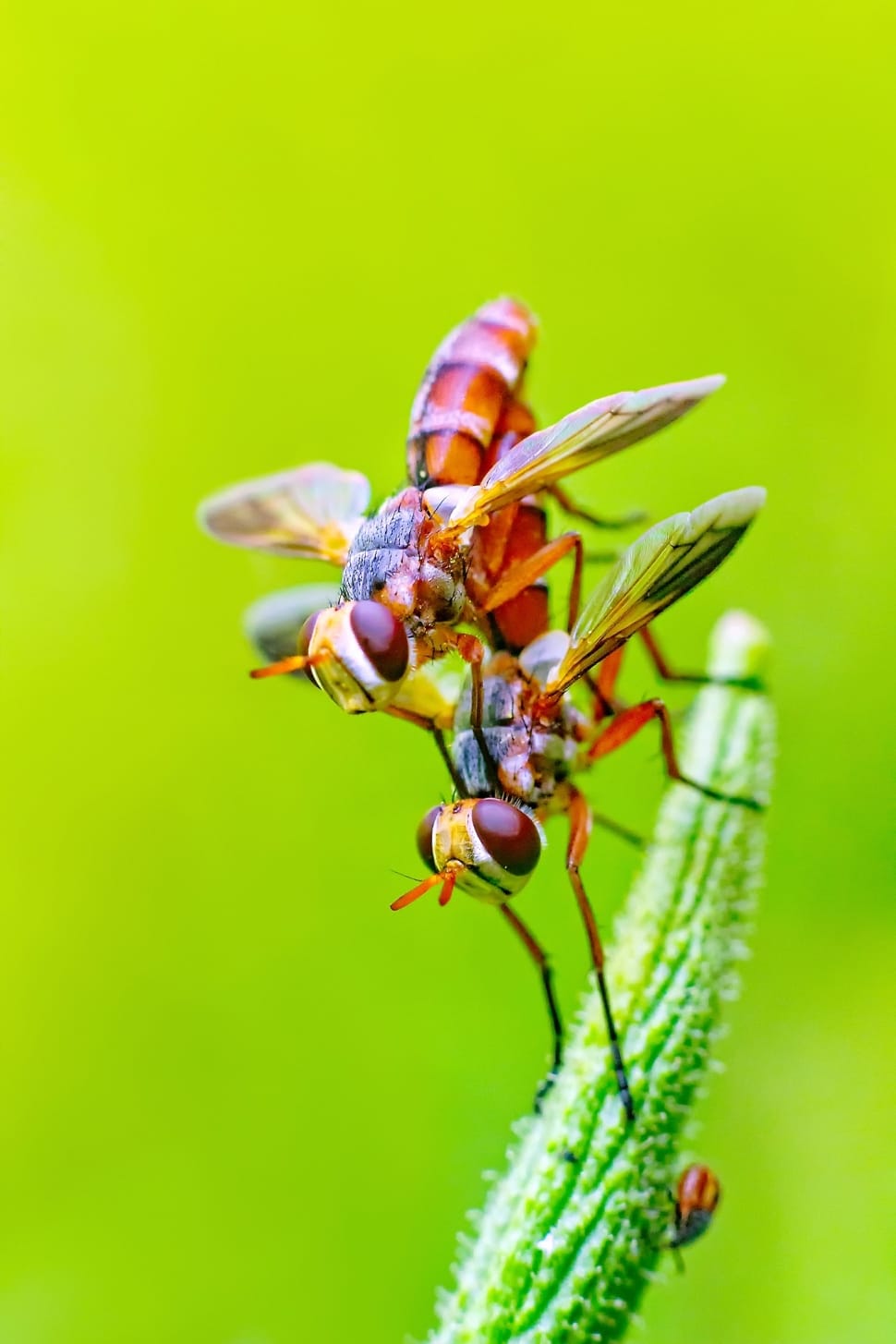 red and brown wasp on green stem preview