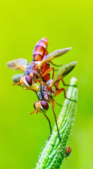 red and brown wasp on green stem thumbnail