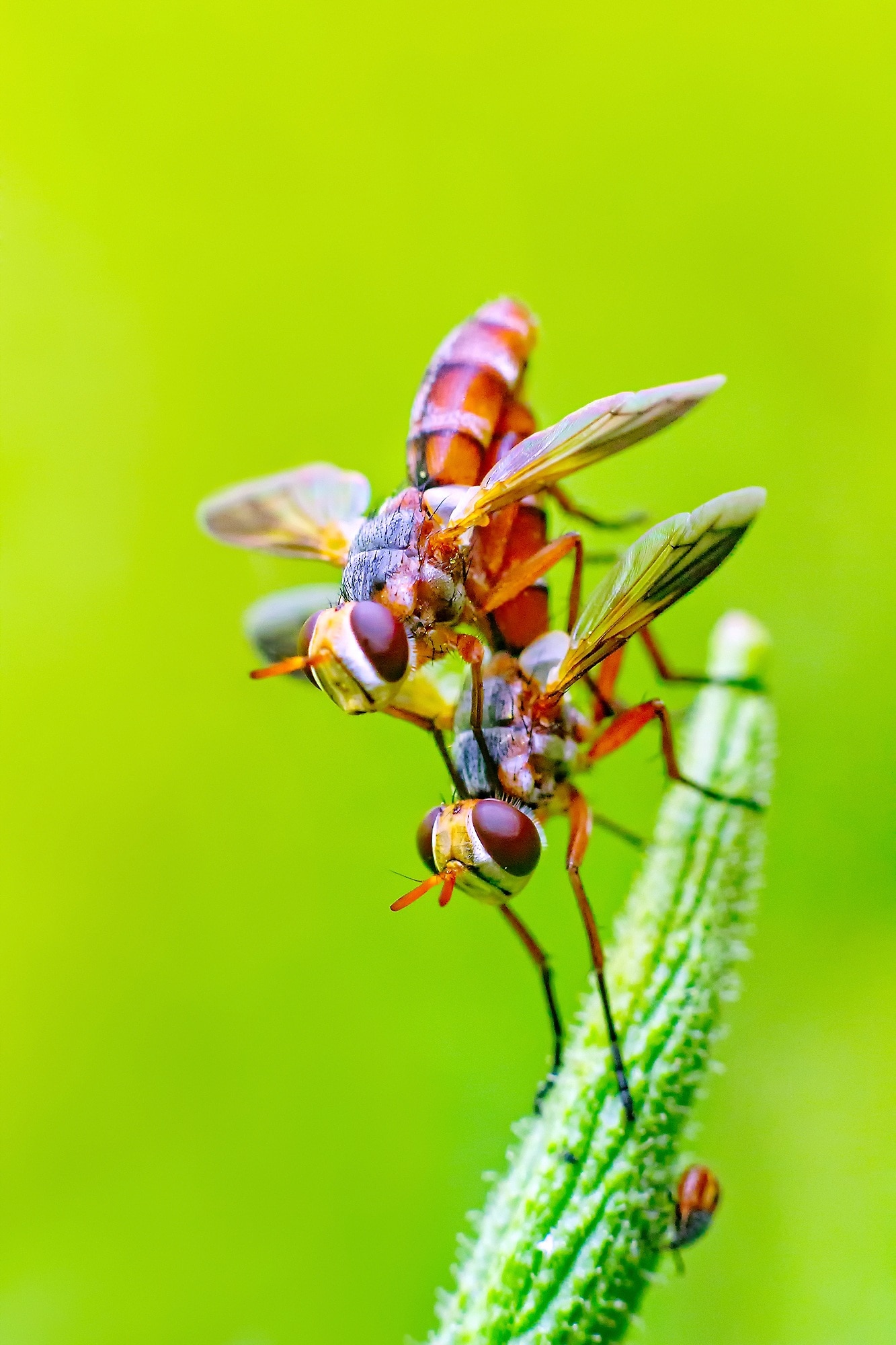 red and brown wasp on green stem