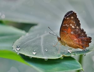 Insect, Animal, Butterfly, Nature, insect, one animal thumbnail