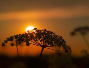 silhouette of plants during sunset thumbnail