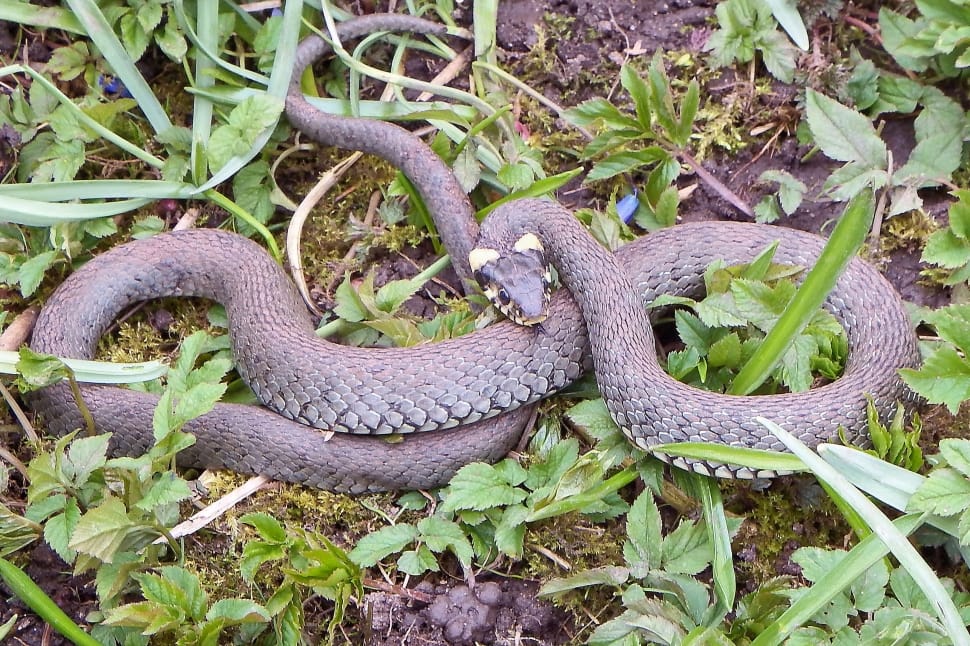 Grass Snake, Snake, Reptile, Natter, animals in the wild, animal wildlife preview