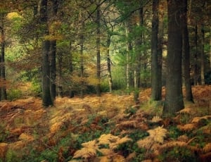 brown and green leaved trees thumbnail