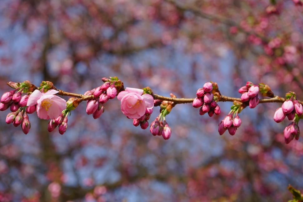 Bud, Branch, Japanese Cherry Trees, flower, fragility preview