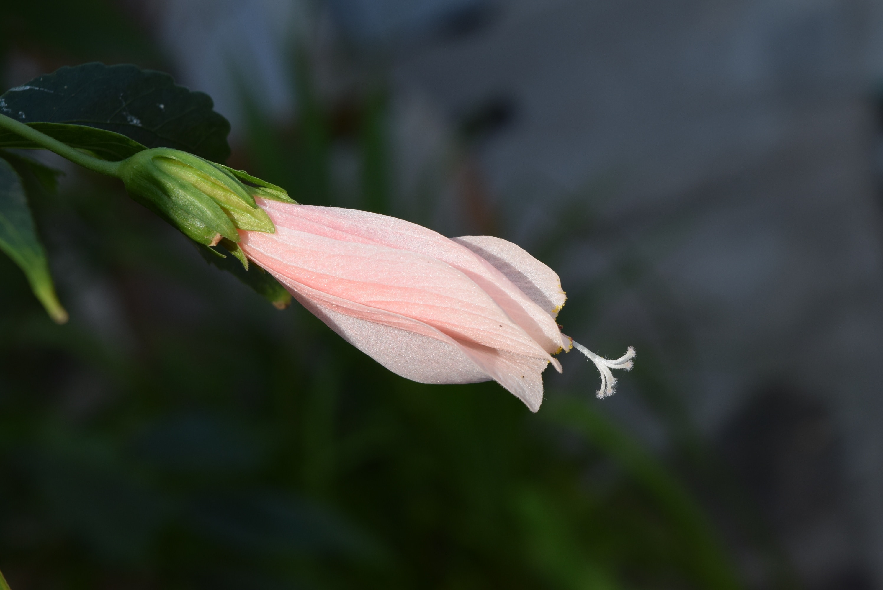 white and pink petal flower