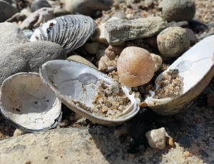 brown shell on white sand thumbnail