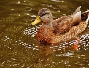yellow beaked brown and gray duck thumbnail