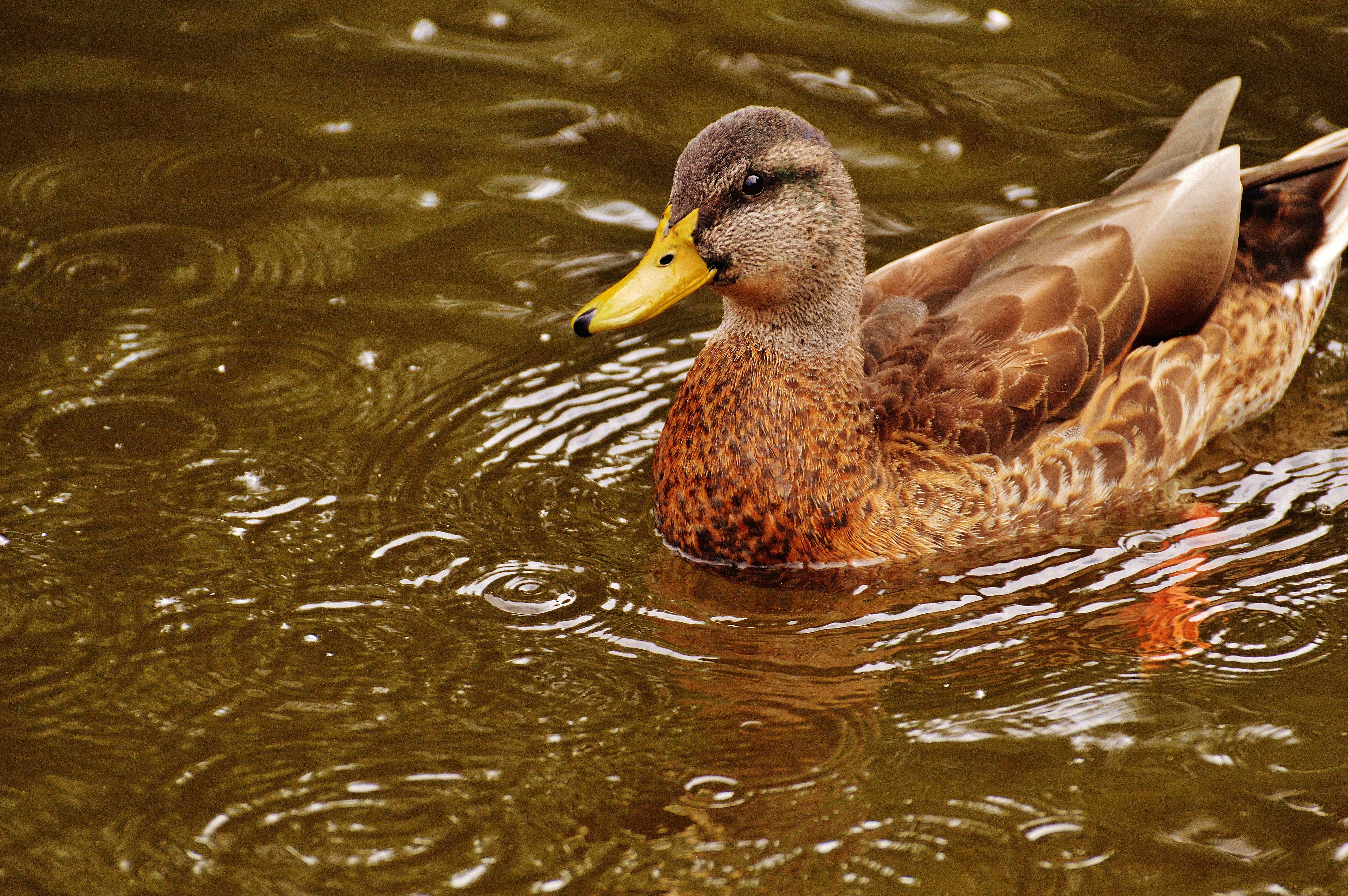yellow beaked brown and gray duck