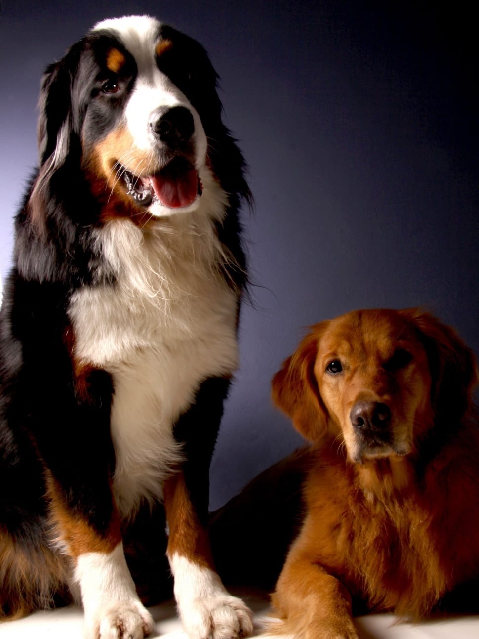 Golden Retriever, Bernese Mountain Dog, dog, pets preview