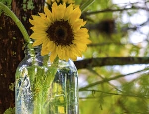 sunflower in mason ball jar tilt shift lens thumbnail
