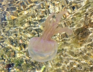brown and pink jellyfish thumbnail