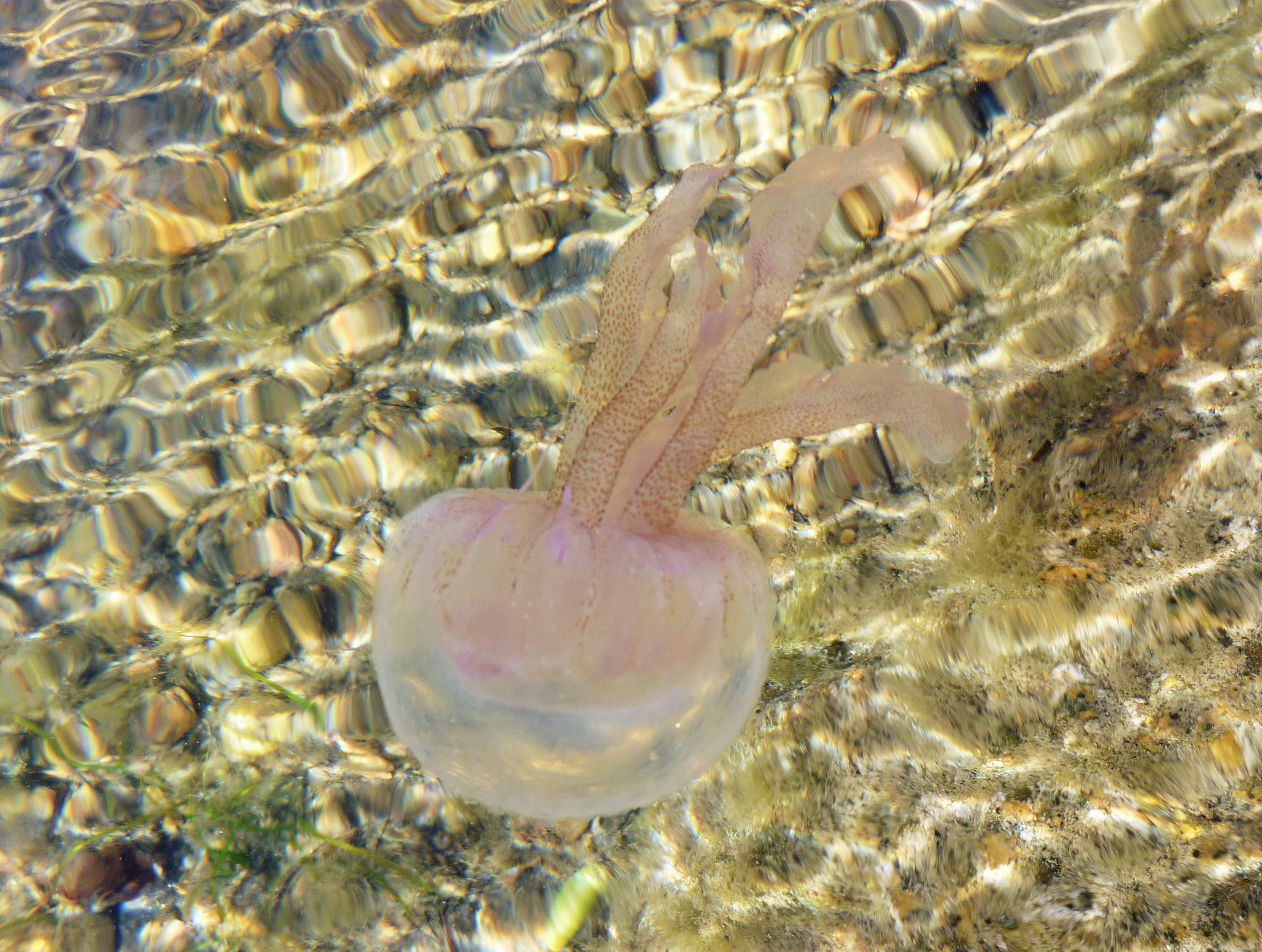 brown and pink jellyfish