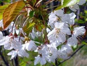 Spring, Nature, Flowers, White, Blossom, flower, tree thumbnail