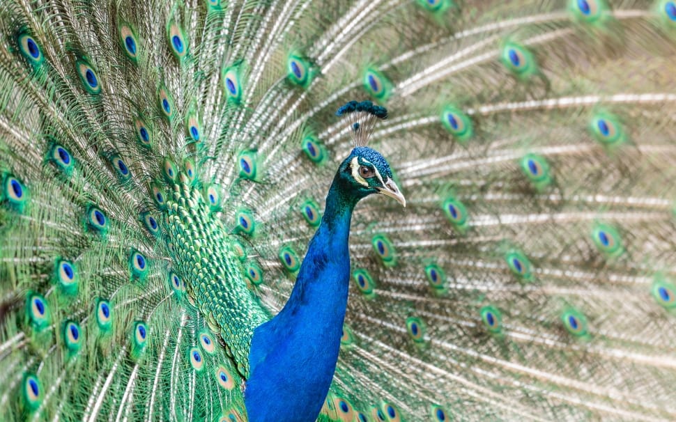 blue and green peacock preview