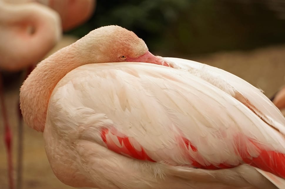 Flamingo preview