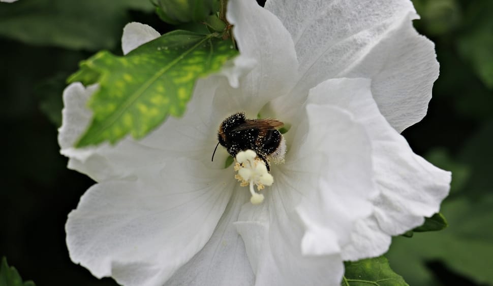 carpenter bee and white petaled flower preview
