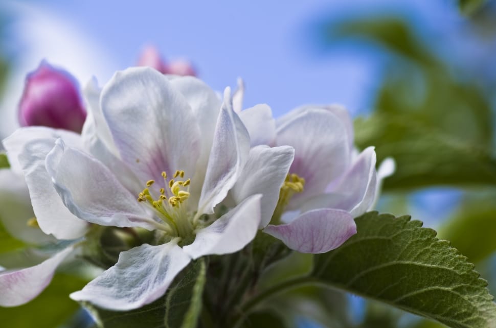 white multi petaled cluster flower preview