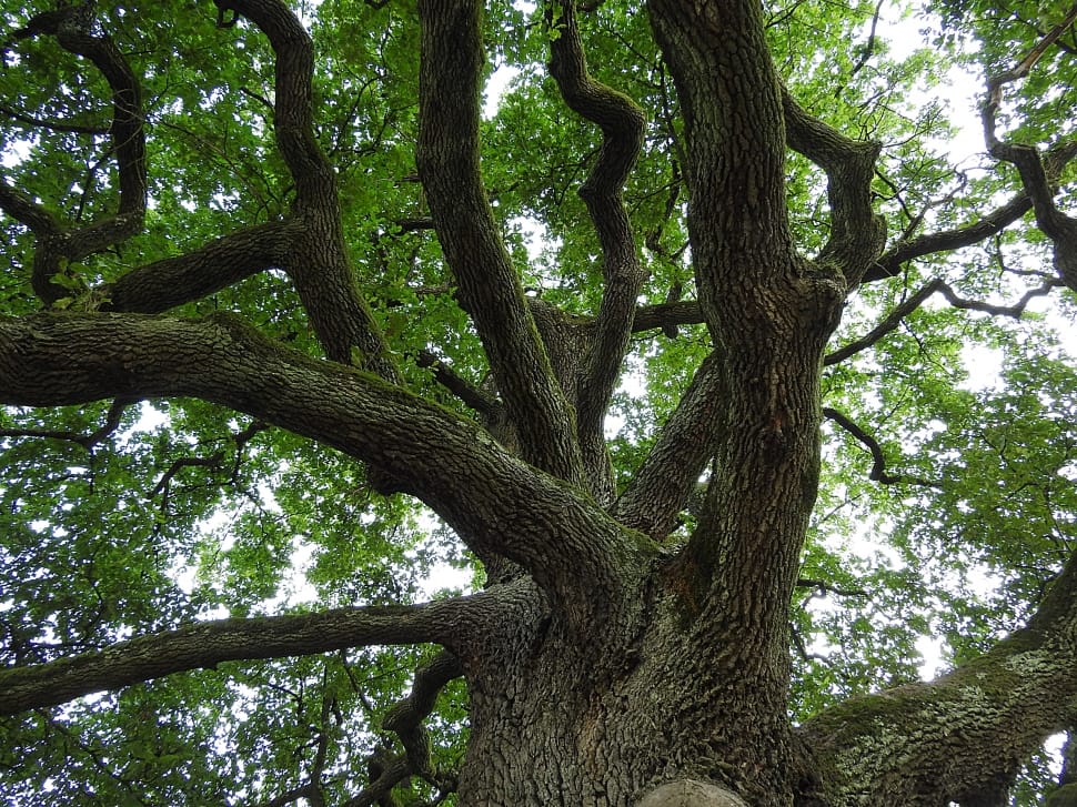 Oak, Aesthetic, Old Oak, Tree, tree, branch preview