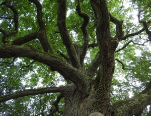 Oak, Aesthetic, Old Oak, Tree, tree, branch thumbnail
