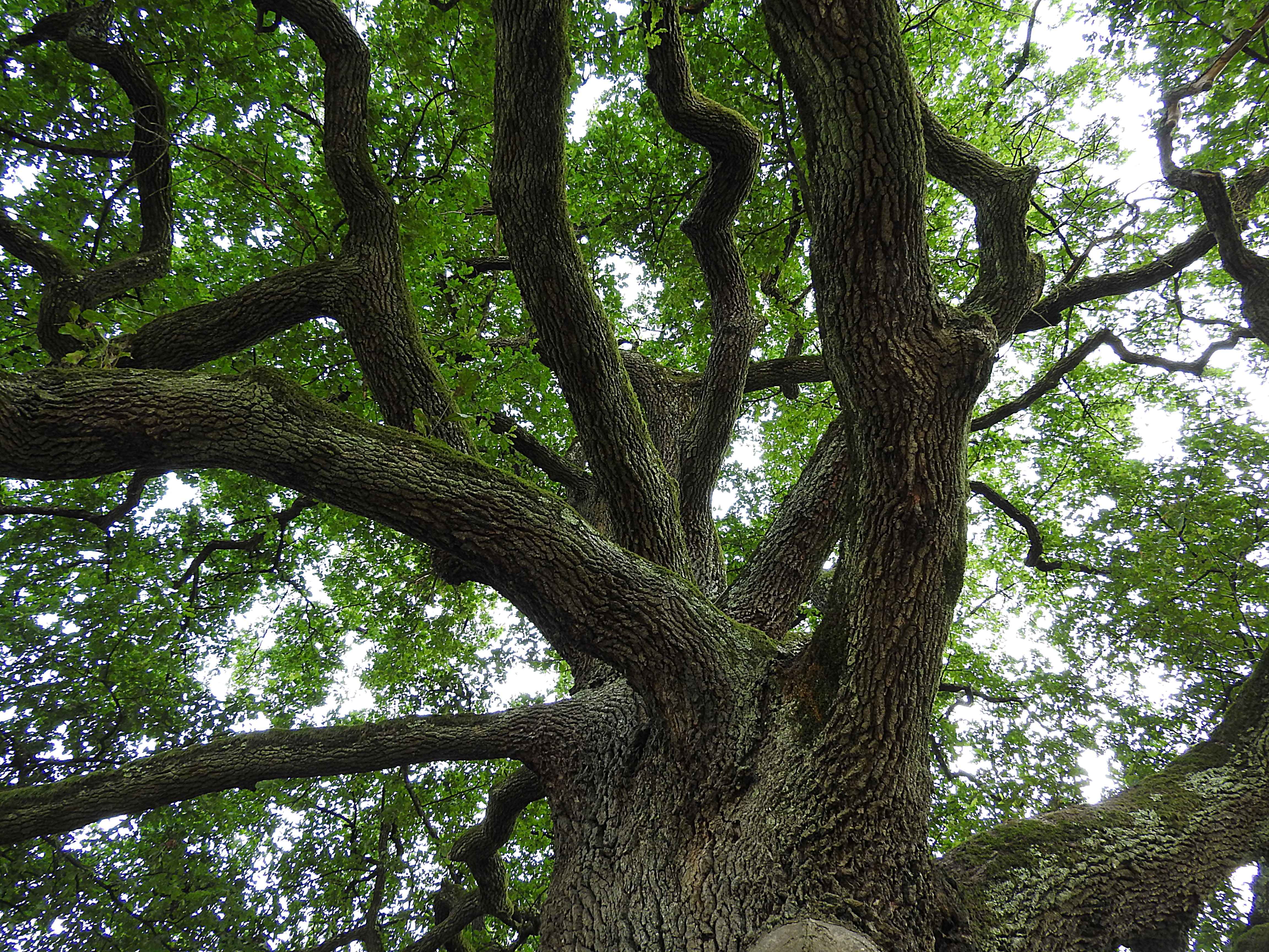 Oak, Aesthetic, Old Oak, Tree, tree, branch