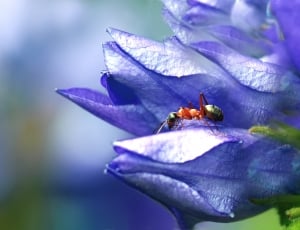 fire ant on purple petaled flower thumbnail