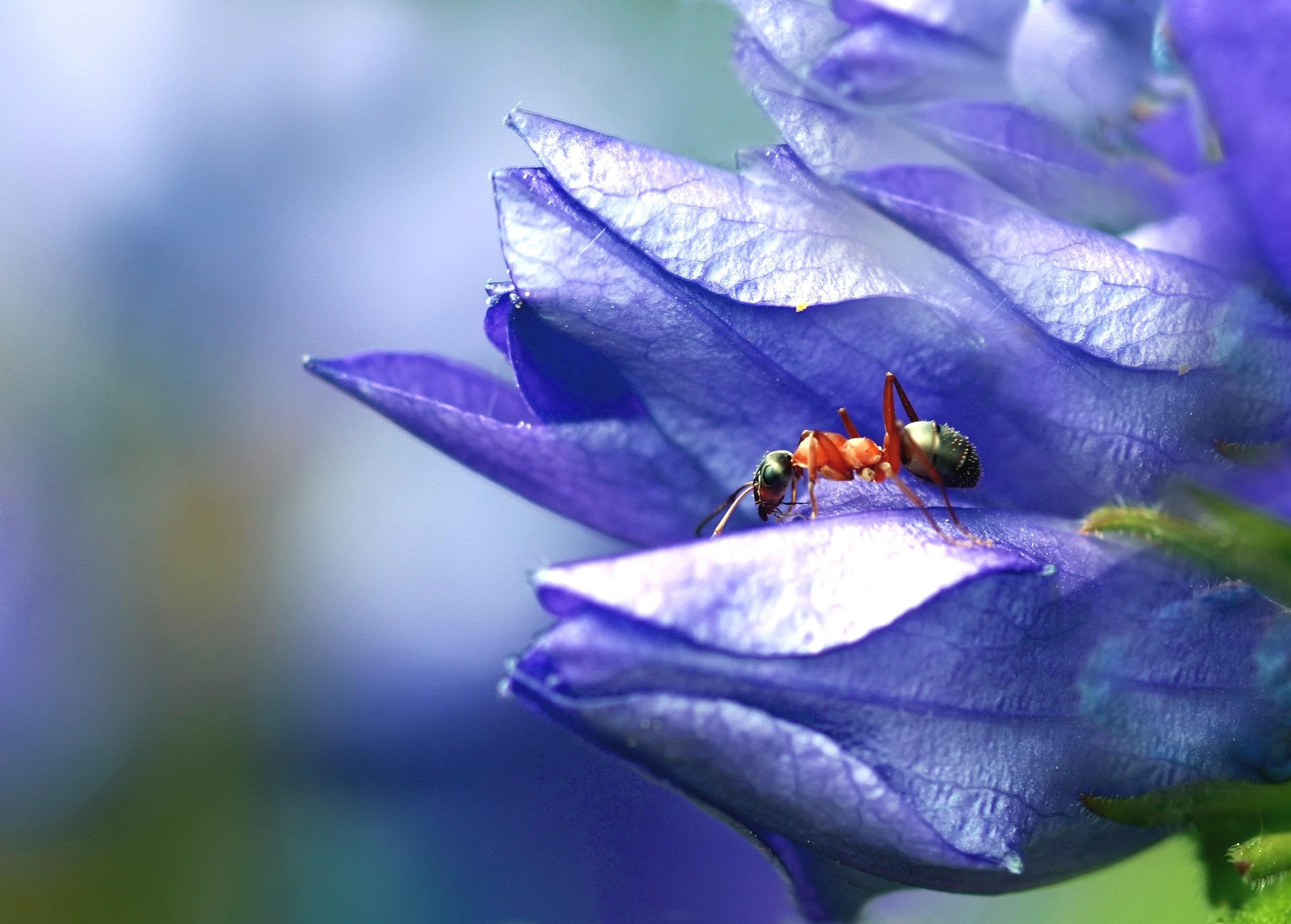 fire ant on purple petaled flower
