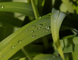 green linear leaf plant with water drops thumbnail