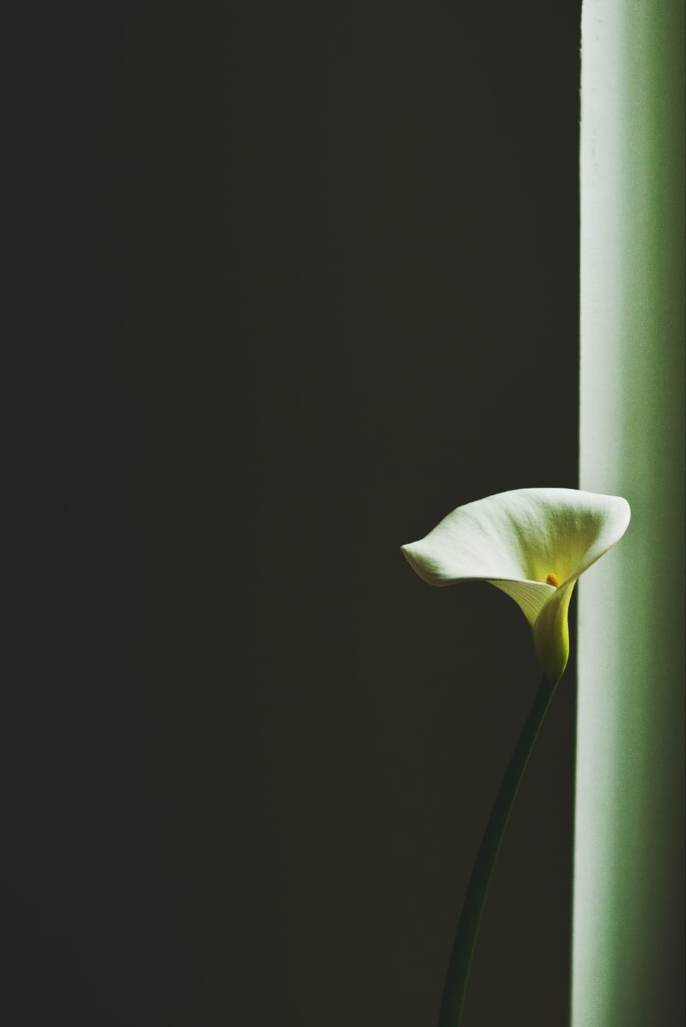 white peace lily preview