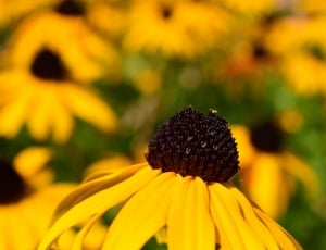 macro shot photo of sunflower plant thumbnail