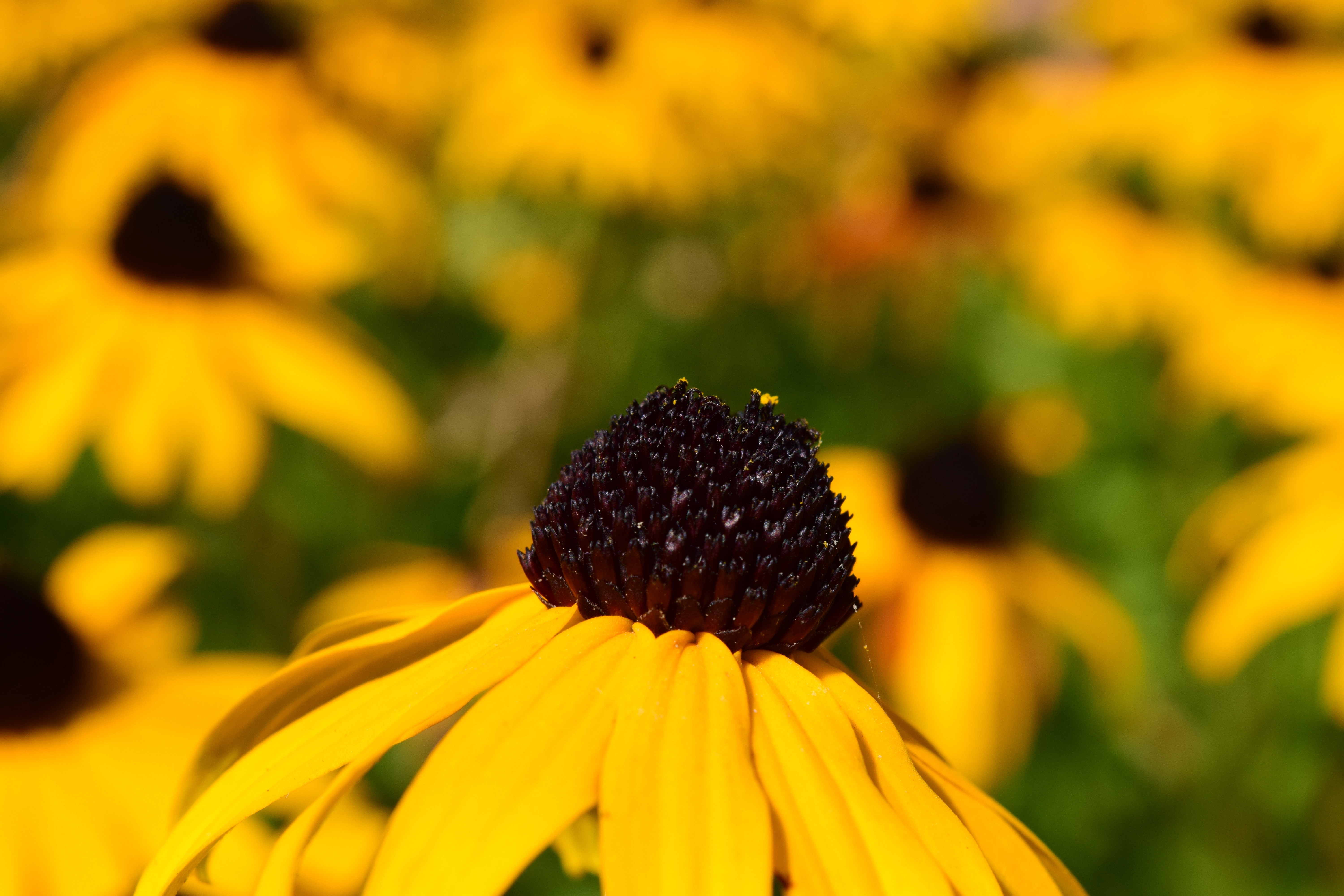 macro shot photo of sunflower plant