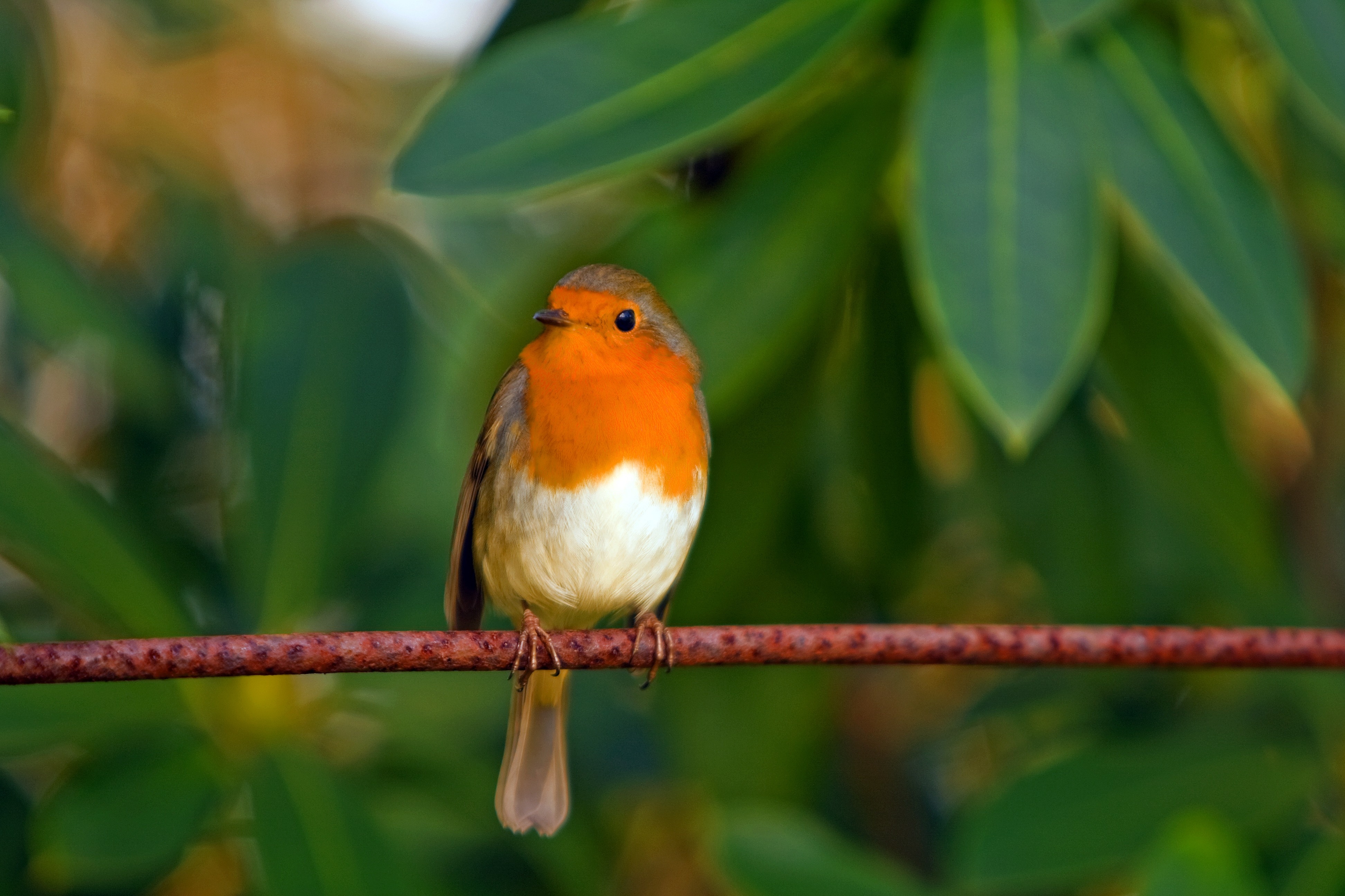 Robin, Bird, Red Robin, Feathered, one animal, bird free image | Peakpx