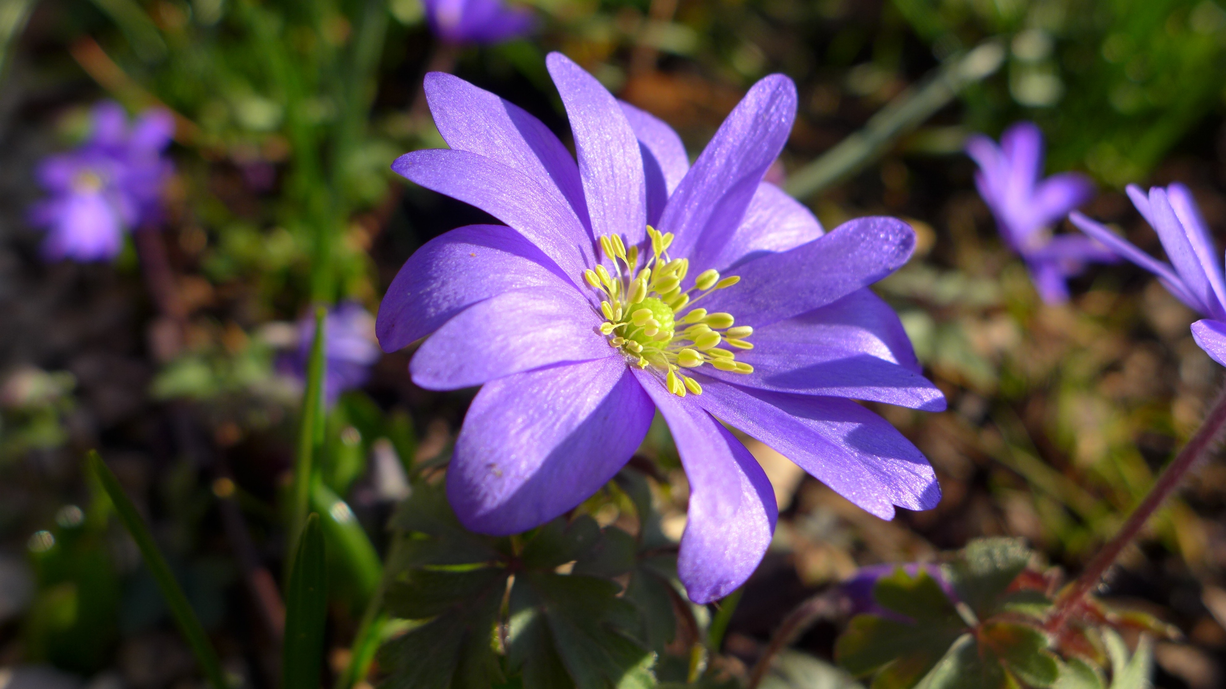 purple hepaticas