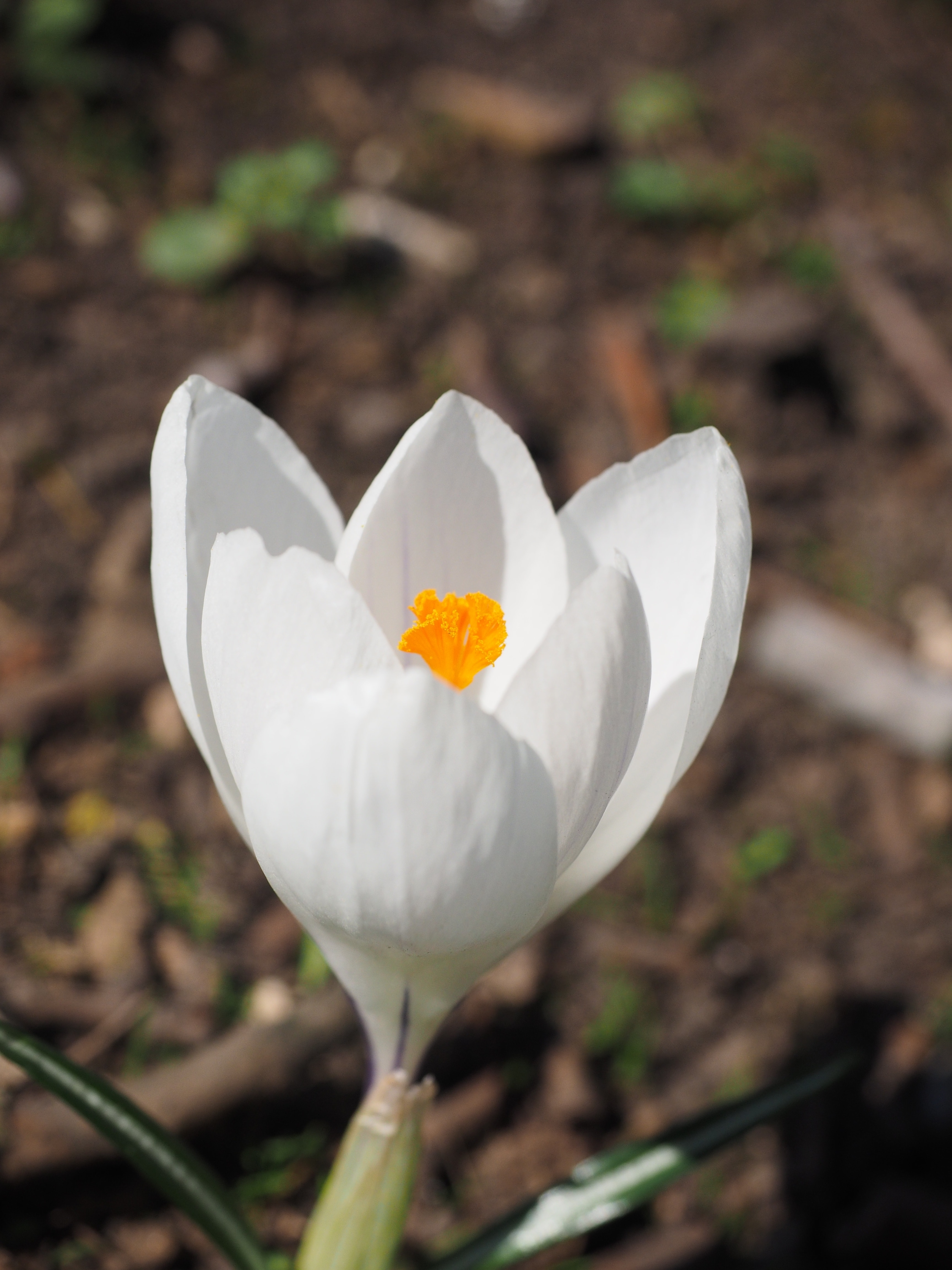 photo of white and yellow flower