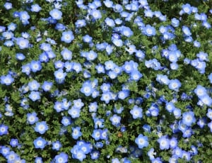 blue and white 5 petaled flowers thumbnail