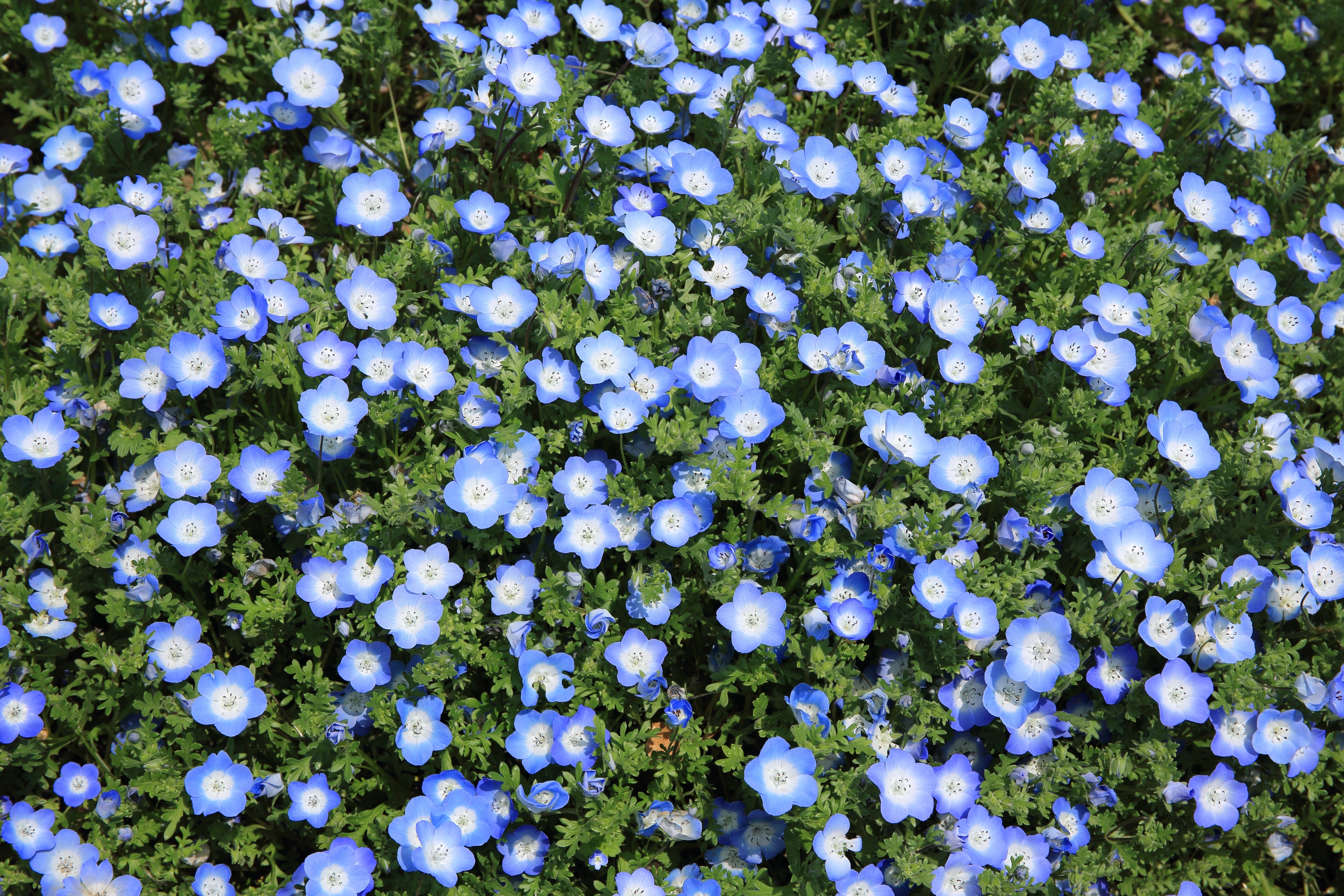 blue and white 5 petaled flowers