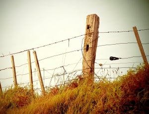 brown wood and barbwire photo thumbnail