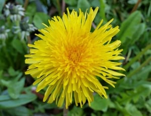 Yellow, Dandelion, Nature, Flower, flower, yellow thumbnail