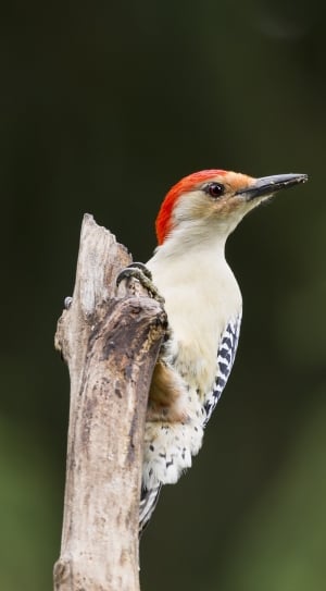 downy woodpecker on grey stick thumbnail