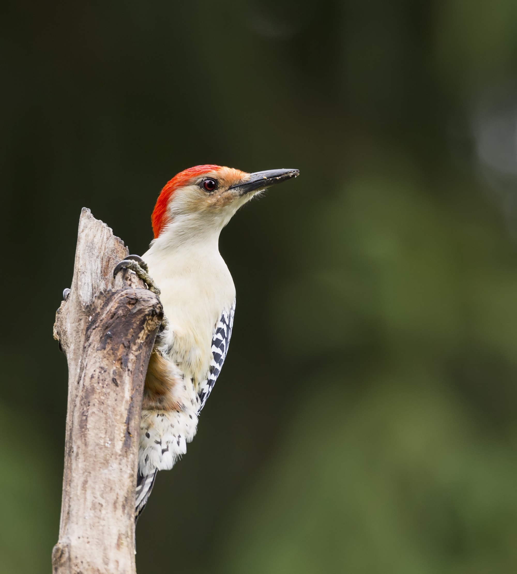 downy woodpecker on grey stick