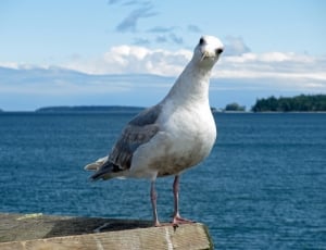 white and grey seagull at daytime thumbnail