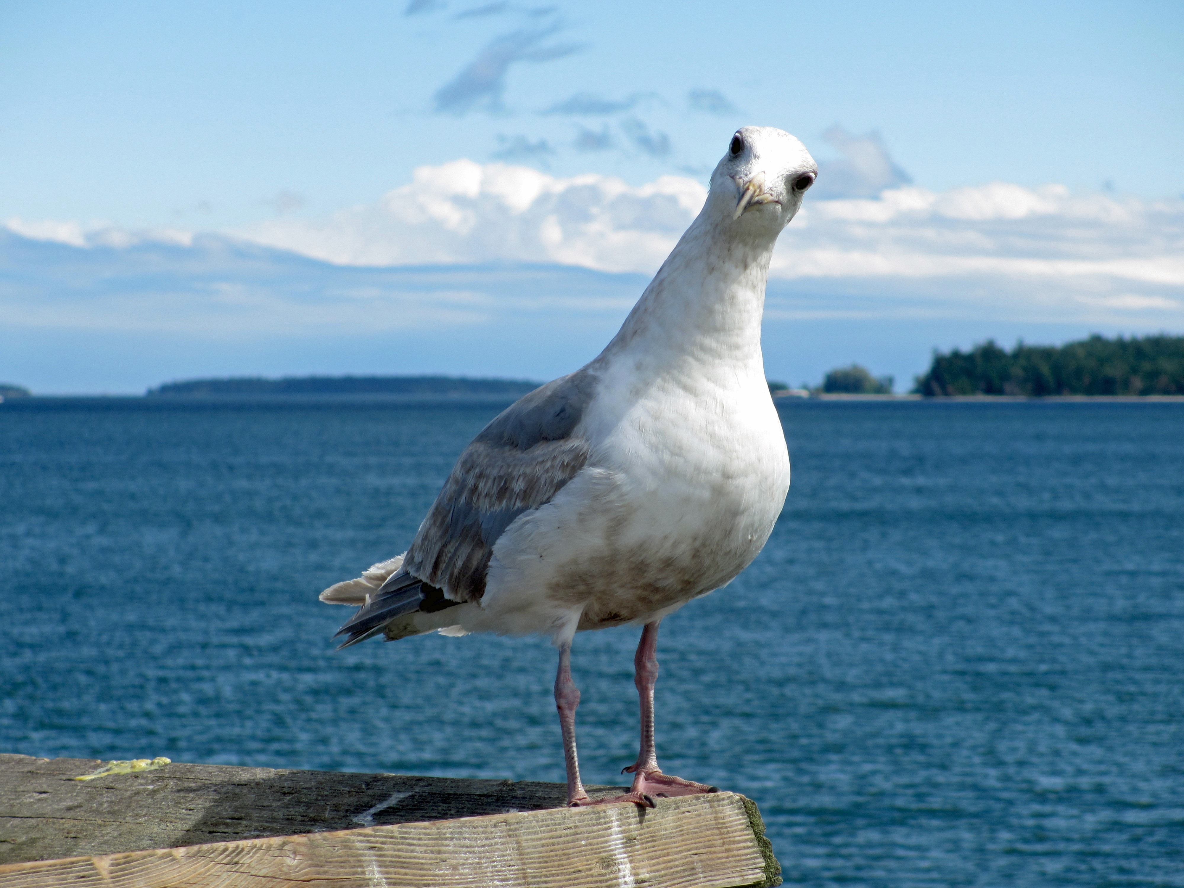 white and grey seagull at daytime