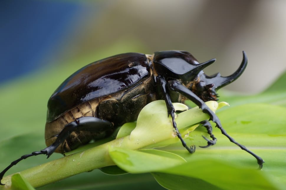 Bug, Insect, Forest, Animals, Nature, one animal, animal wildlife preview