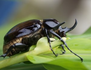 Bug, Insect, Forest, Animals, Nature, one animal, animal wildlife thumbnail