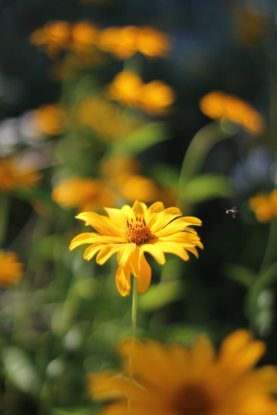 Flower, Bee, Yellow, Insect, flower, nature preview