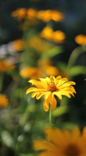 Flower, Bee, Yellow, Insect, flower, nature thumbnail