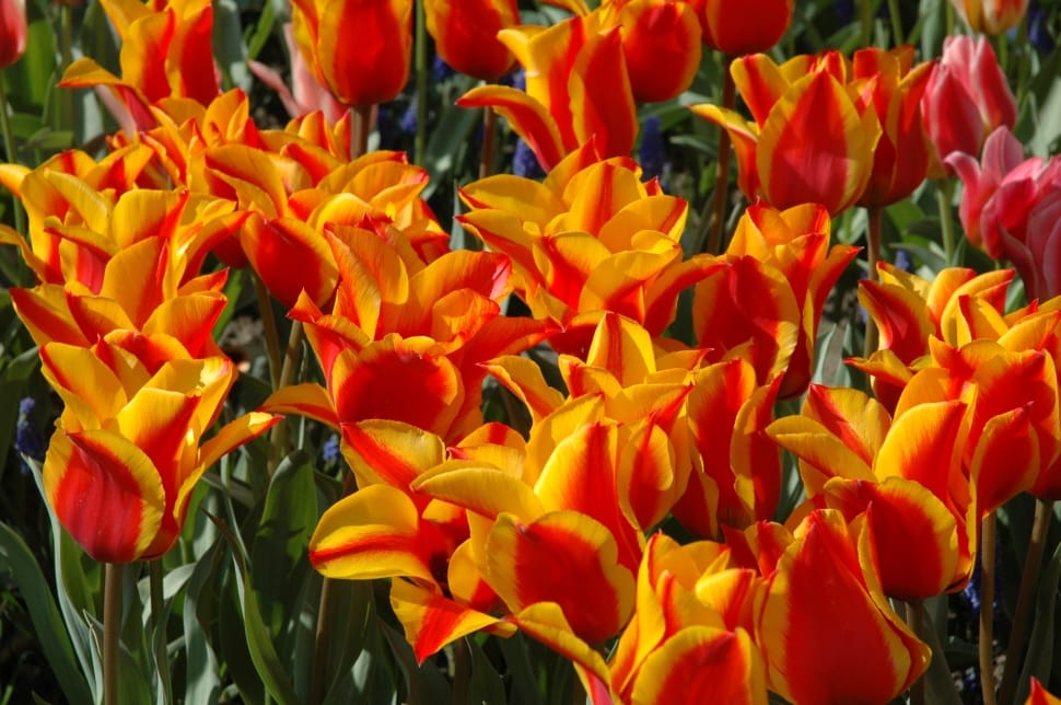 orange and red petaled flowers preview