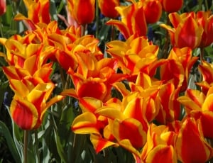 orange and red petaled flowers thumbnail