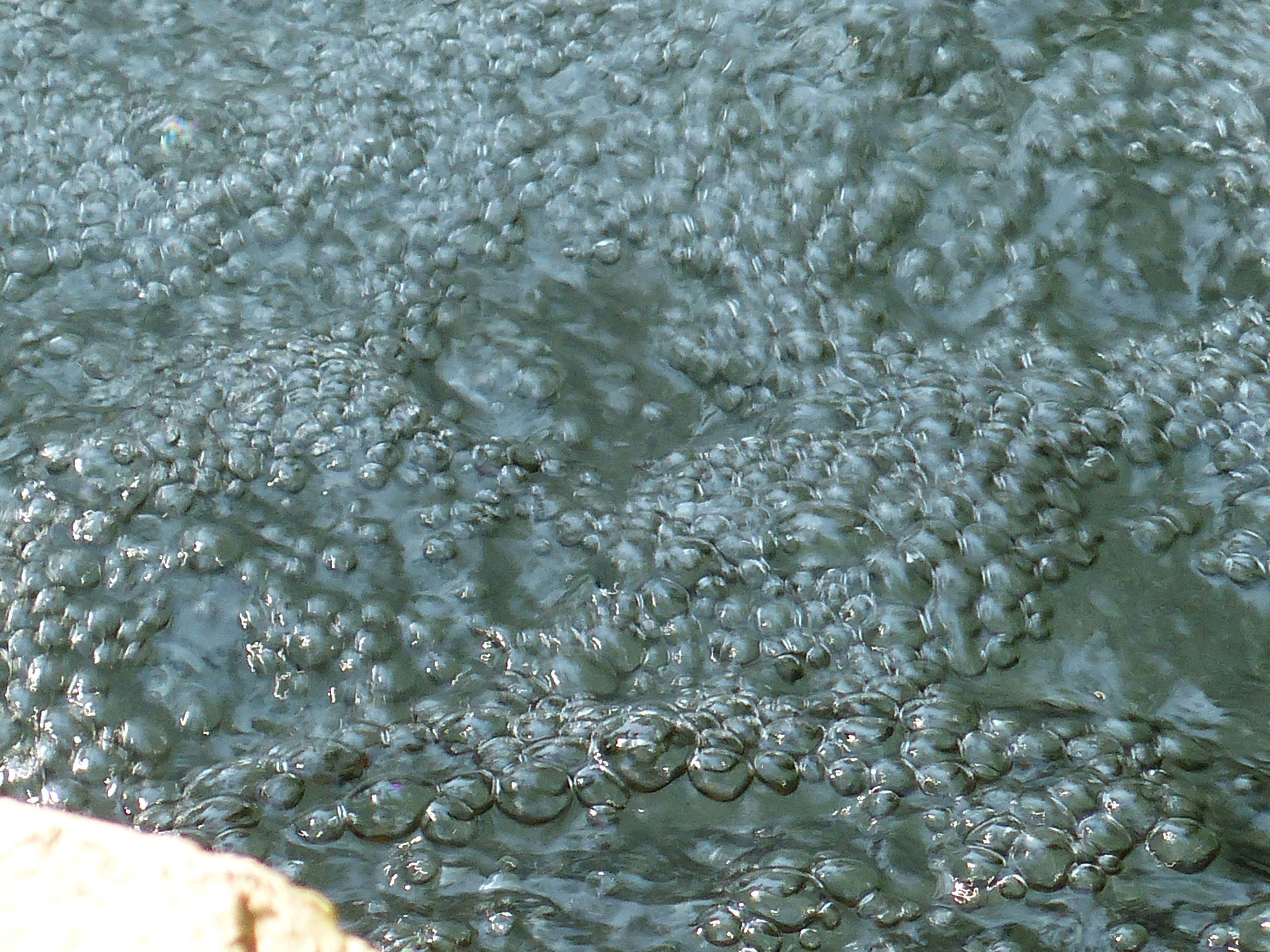 Водные растения пузырьки. Пузыри в воде. Пузыри на поверхности воды. Болото с пузырями. Пузыри на болоте.