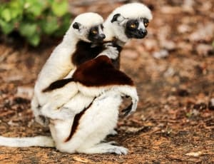 white and black lemur thumbnail